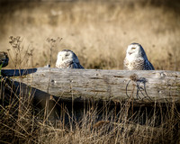 2012_02_03 Snowy Owls